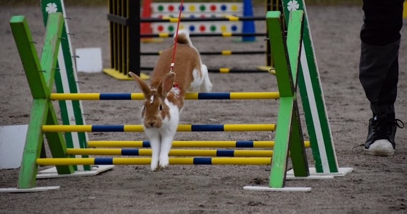 Kaninhoppning. Foto: Aspen Vi Unga