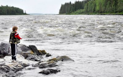 Många sjuka laxar har setts i älvarna. Foto: Linda Danhall