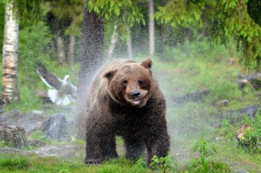 Nu får länsstyrelsen i Norrbotten rätt att besluta om licensjakt på björn. Foto: Linda Danhall
