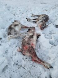 En hund har dödat renkalvar och flera vuxna renar har skadats uppger rensamebyn Liehittäjä samebyn. I skrivandets stund är polisen på väg till renhagen. Foto: Privat