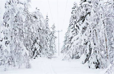 "Vi är tacksamma om de som gör observationer, exempelvis av lågt hängande elledningar eller träd som riskerar att falla på ledningar, anmäler detta på vår websida", påtalar Åsa Bäcklin, vid Vattenfall.  Foto: Vattenfall
